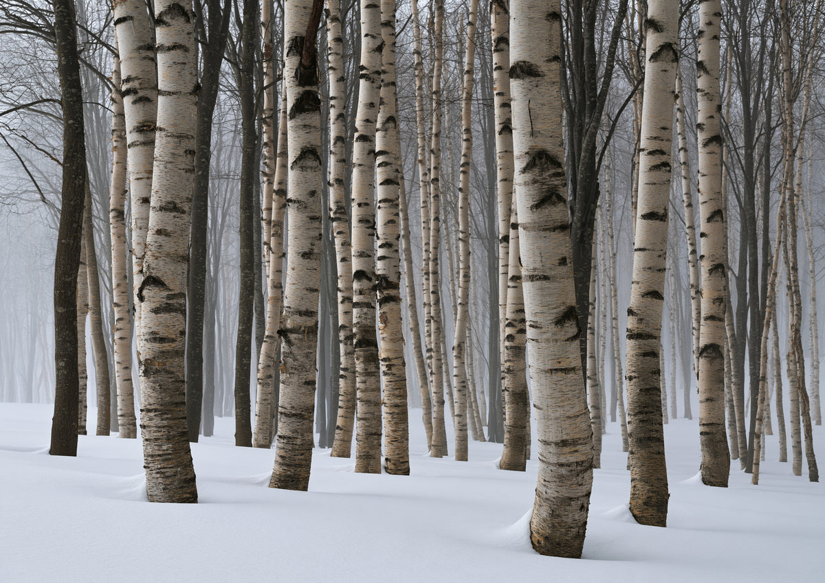A dense stand of winter birch, the pale trunks compressed into a screen of vertical lines above deep snow