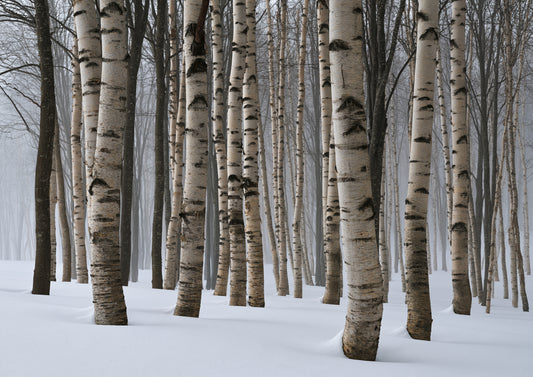 A dense stand of winter birch, the pale trunks compressed into a screen of vertical lines above deep snow