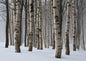 A dense stand of winter birch, the pale trunks compressed into a screen of vertical lines above deep snow