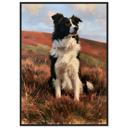Working collie on a heather moor print in a black frame