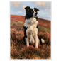 Working collie on a heather moor print in a white frame